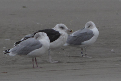 Herring Gull Bu[JMZ4]