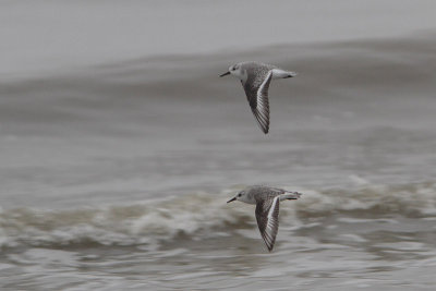 Calidris alba -Sanderling