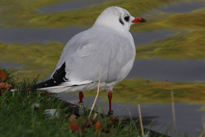 Black-headed Gull W[E0TJ]