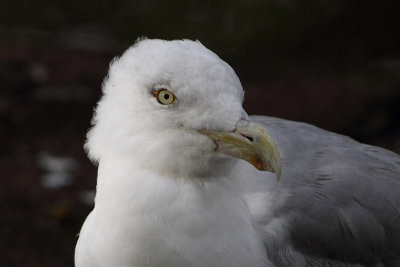 Larus argentatus - Herring Gull
This individual has a normal eye at the right-hand side and a dark eye at the left-hand side. It may have lost sight at the left.