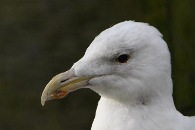 Larus argentatus - Herring Gull
This individual has a normal eye at the right-hand side and a dark eye at the left-hand side. It may have lost sight at the left.