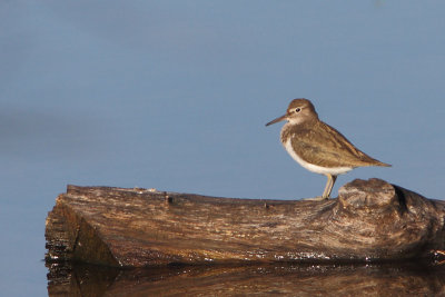 Actitis hypoleucos - Common Sandpiper