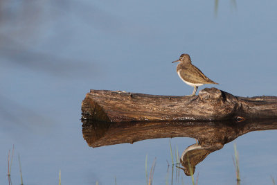 Actitis hypoleucos - Common Sandpiper