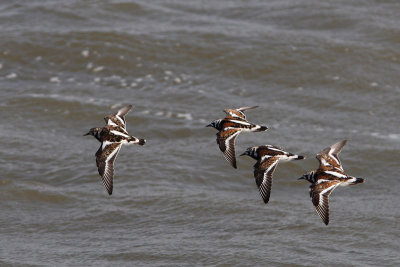 Arenaria interpres - Ruddy Turnstone