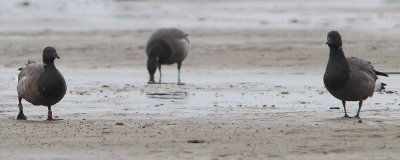 Branta bernicla - Brent Goose