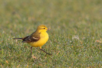 Motacilla (flava) flavissima - Yellow Wagtail 