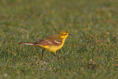 Motacilla (flava) flavissima - Yellow Wagtail 