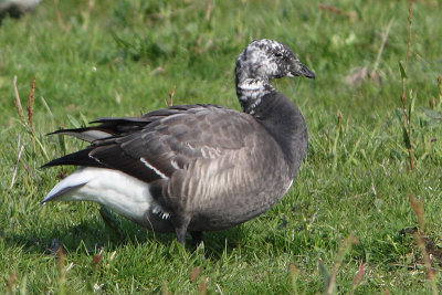 Branta bernicla - Brent Goose
(aberrant individual)