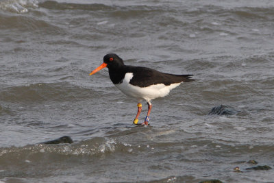 Oystercatcher Bu[H]/Y,Y[E]