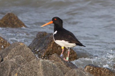 Oystercatcher Y,Bu[Y]/L[B]