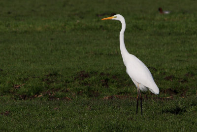 Casmerodius albus - Great Egret