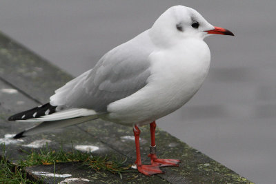 Black-headed Gull M[3722167] Arnhem