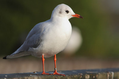 Kokmeeuw