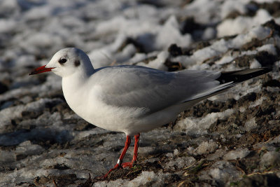 Black-headed Gull M[8T04711] Brussels