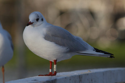 Kokmeeuw