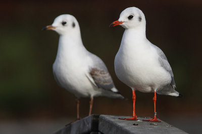 Kokmeeuw