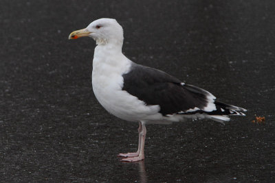 Larus marinus - Grote Mantelmeeuw