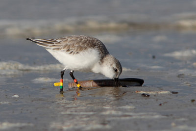 Drieteenstrandloper