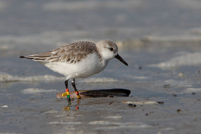 Drieteenstrandloper