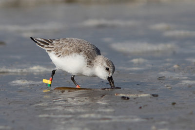Drieteenstrandloper