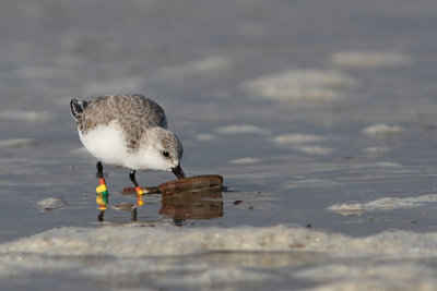 Drieteenstrandloper
