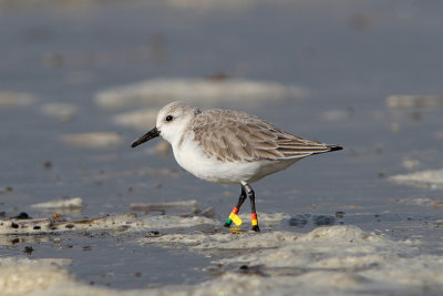 Drieteenstrandloper