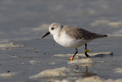 Drieteenstrandloper
