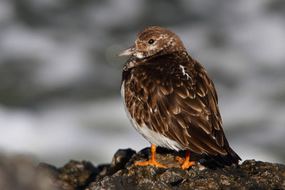 Arenaria interpres - Ruddy Turnstone