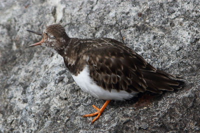 Arenaria interpres - Ruddy Turnstone