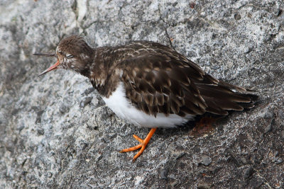 Arenaria interpres - Ruddy Turnstone