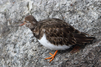 Arenaria interpres - Ruddy Turnstone