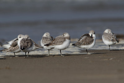 Calidris alba - Sanderling