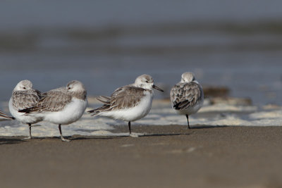 Calidris alba - Sanderling