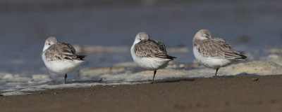 Calidris alba - Sanderling