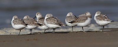 Calidris alba - Sanderling