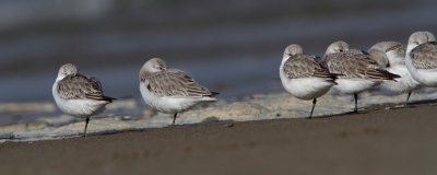 Calidris alba - Sanderling