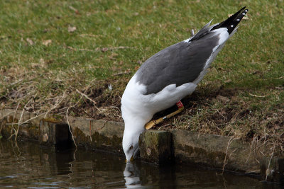 Lesser Black-backed Gull R[XV]