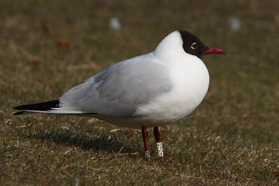 Kokmeeuw