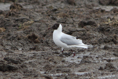 Black-headed Gull W[E5FT]