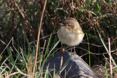 Phylloscopus colibita - Chiffchaff