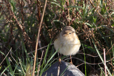 Phylloscopus colibita - Chiffchaff