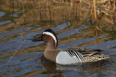 Anas querquedula - Garganey