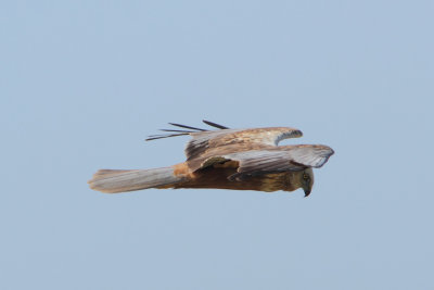 Circus aeruginosus - Western Marsh Harrier