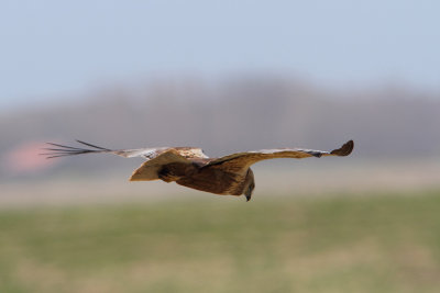 Circus aeruginosus - Western Marsh Harrier