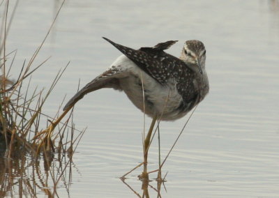 Wood Sandpiper - appears to be flipping me the bird?