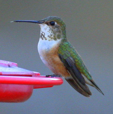 Rufous Hummingbird W Bridgewater 01