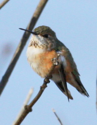 Rufous Hummingbird W Bridgewater 02