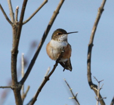 Rufous Hummingbird W Bridgewater 03