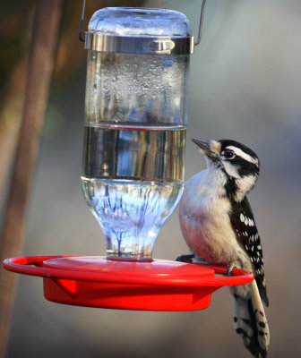 Downy Woodpecker W Bridgewater 01