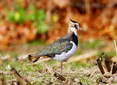 Northern Lapwing Summer St Bridgewater 02